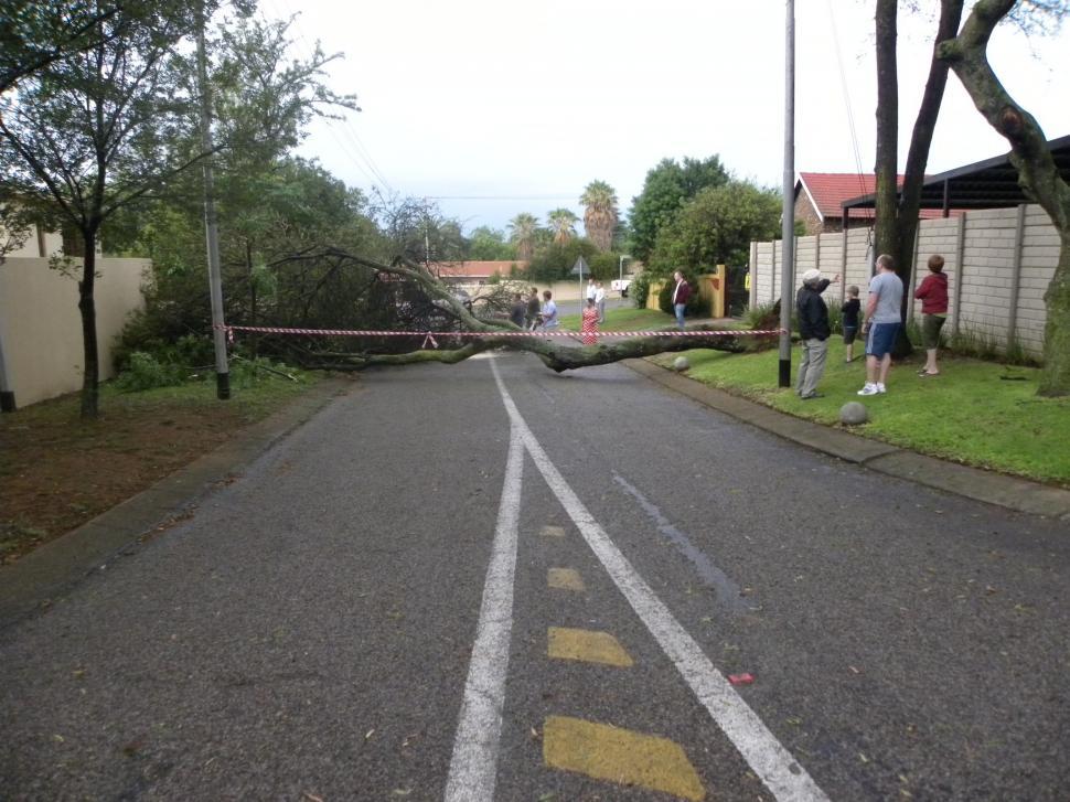 Free Image of Fallen Tree 