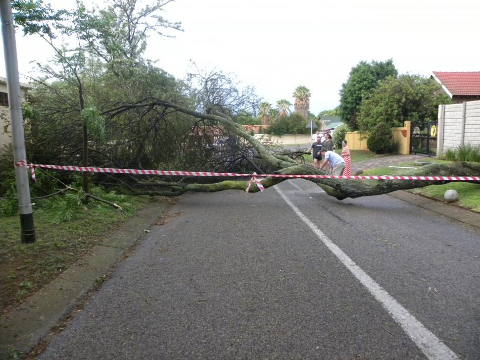 Free Image of Fallen Tree 