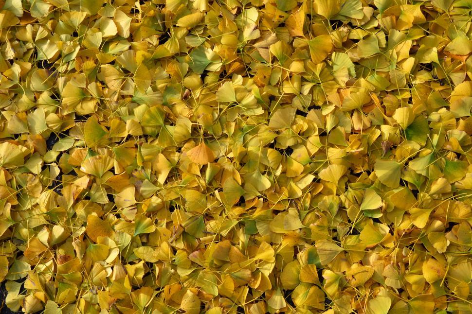 Free Image of Ginkgo biloba leaves 2 