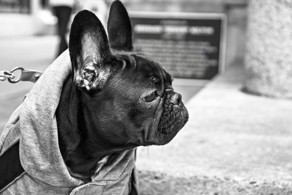 Free Image of Dog 