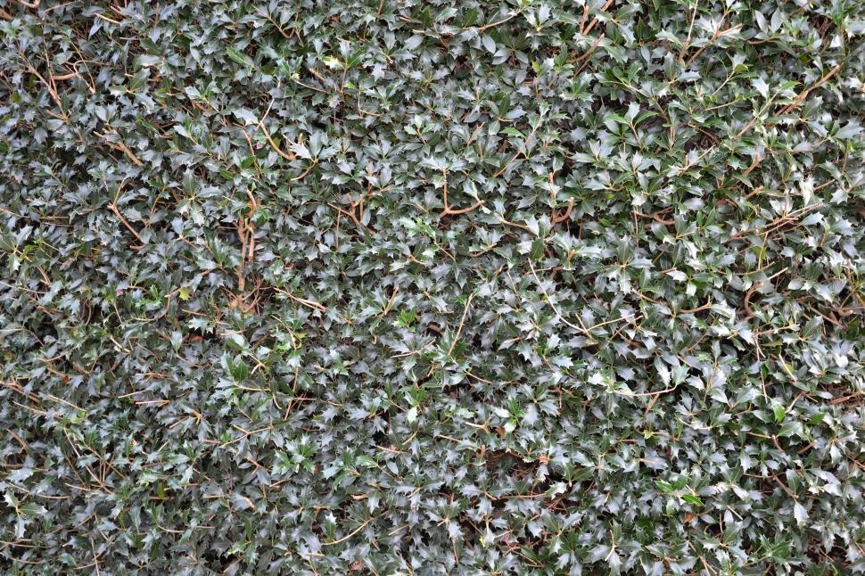 Free Image of Christmas holly background 