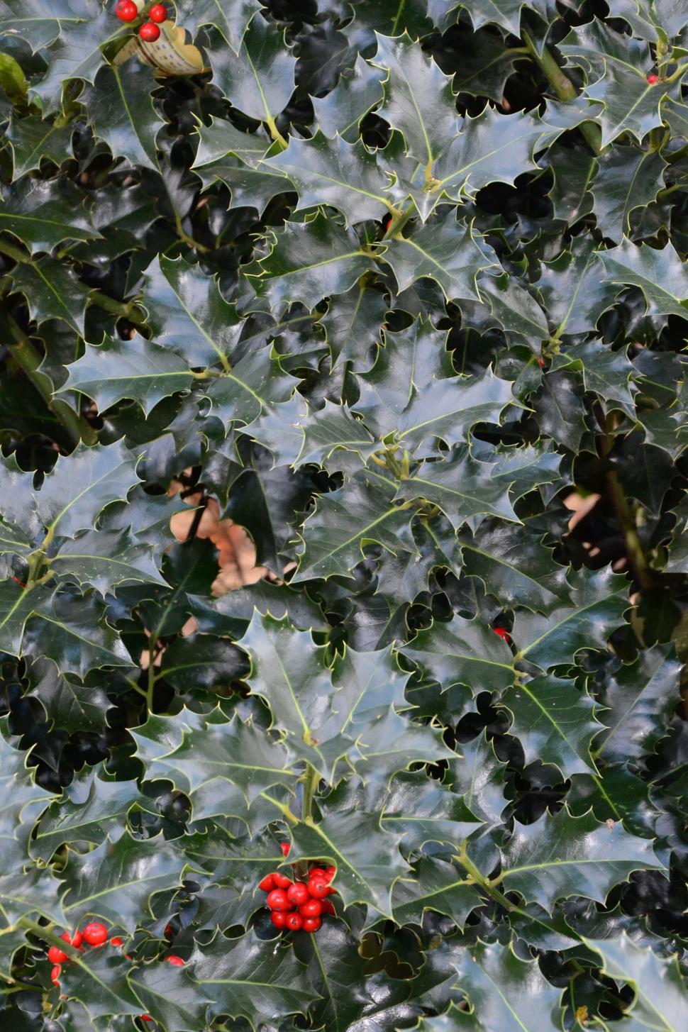 Free Image of Christmas holly 