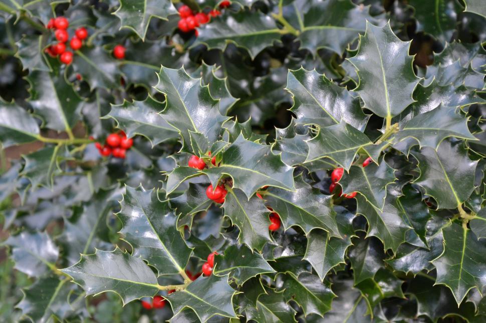 Free Image of Christmas holly 