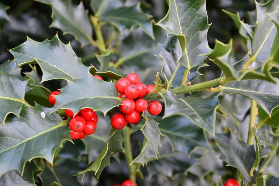 Free Image of Christmas holly 