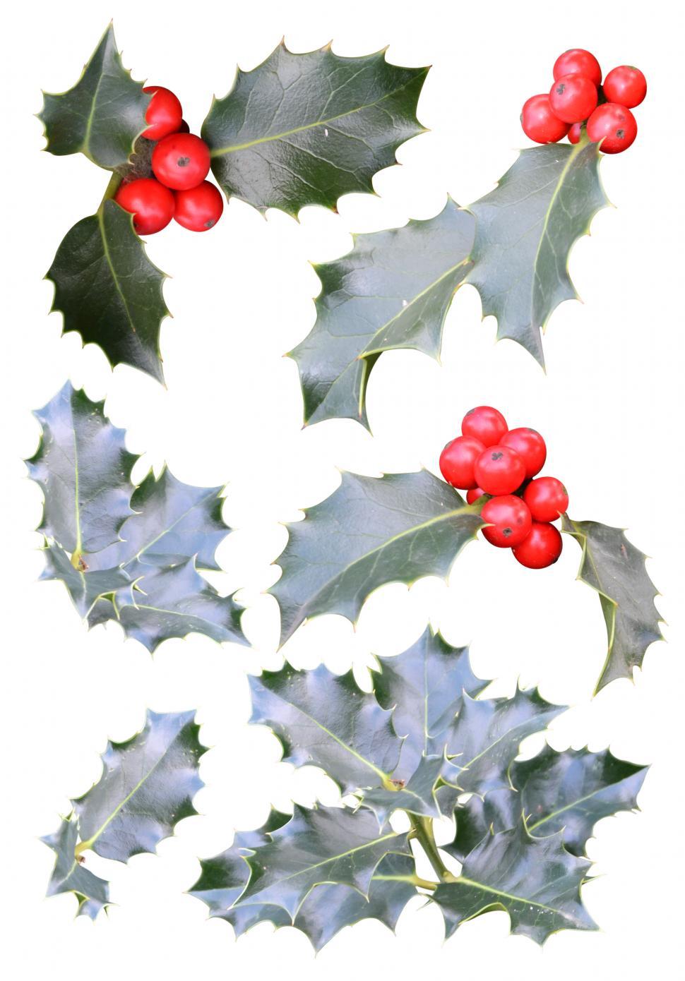 Free Image of Christmas holly cutouts 