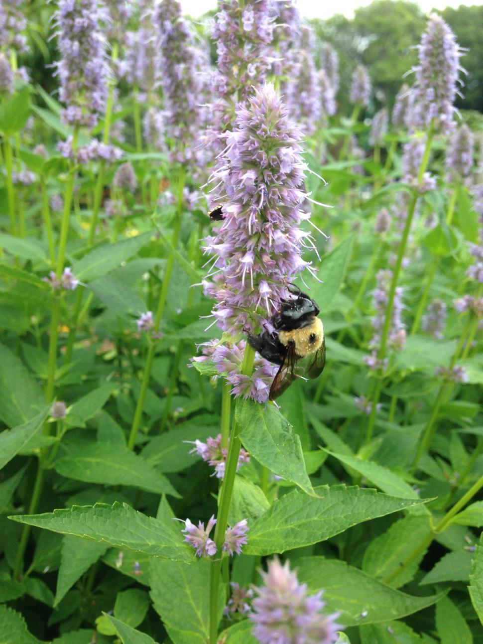 Free Image of Bee on Flower 