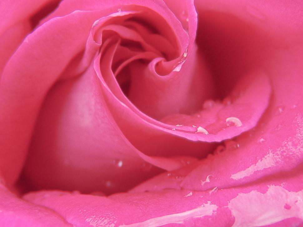 Free Image of Water drops on Pink Rose Flower  