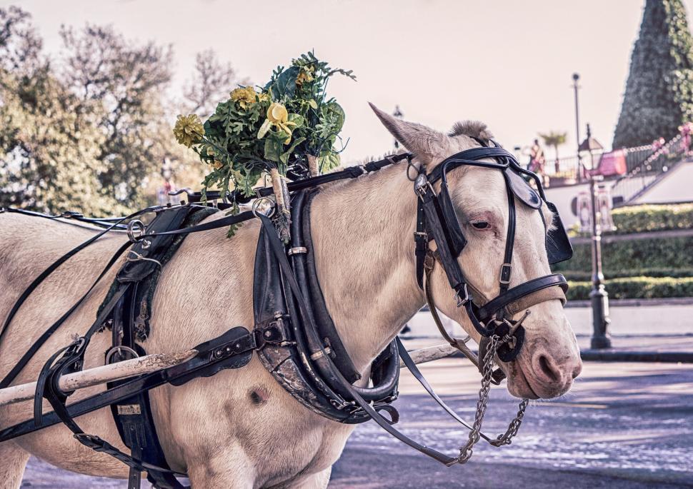 Free Image of Horse cart 