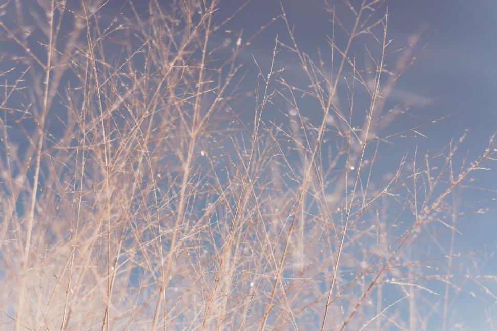 Free Image of Elephant Grass 