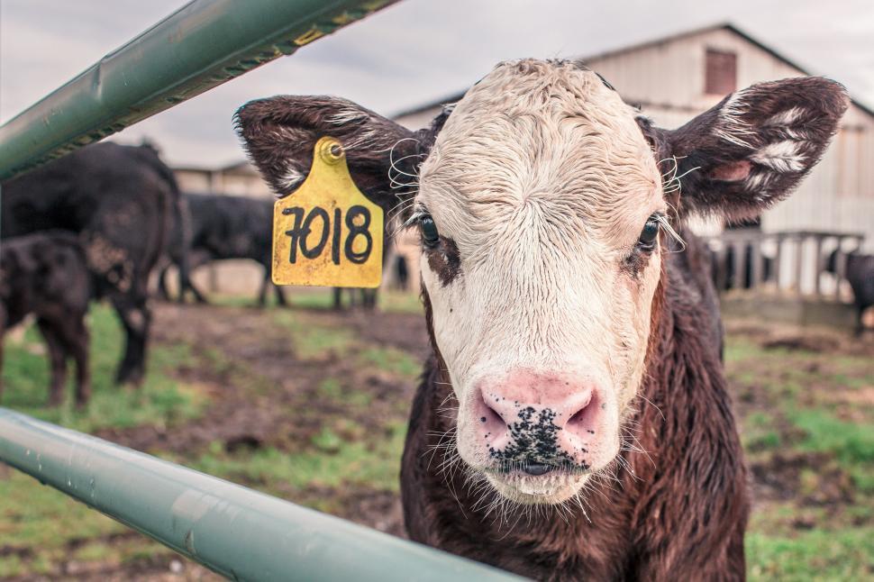 Free Image of Hereford Beef Cattle 