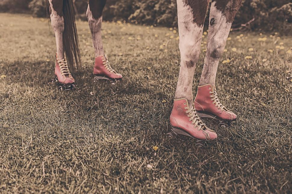 Free Image of Cattle in skates 