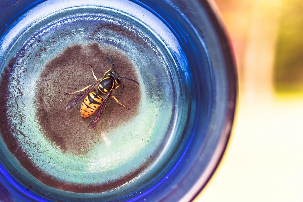 Free Image of Wasp 