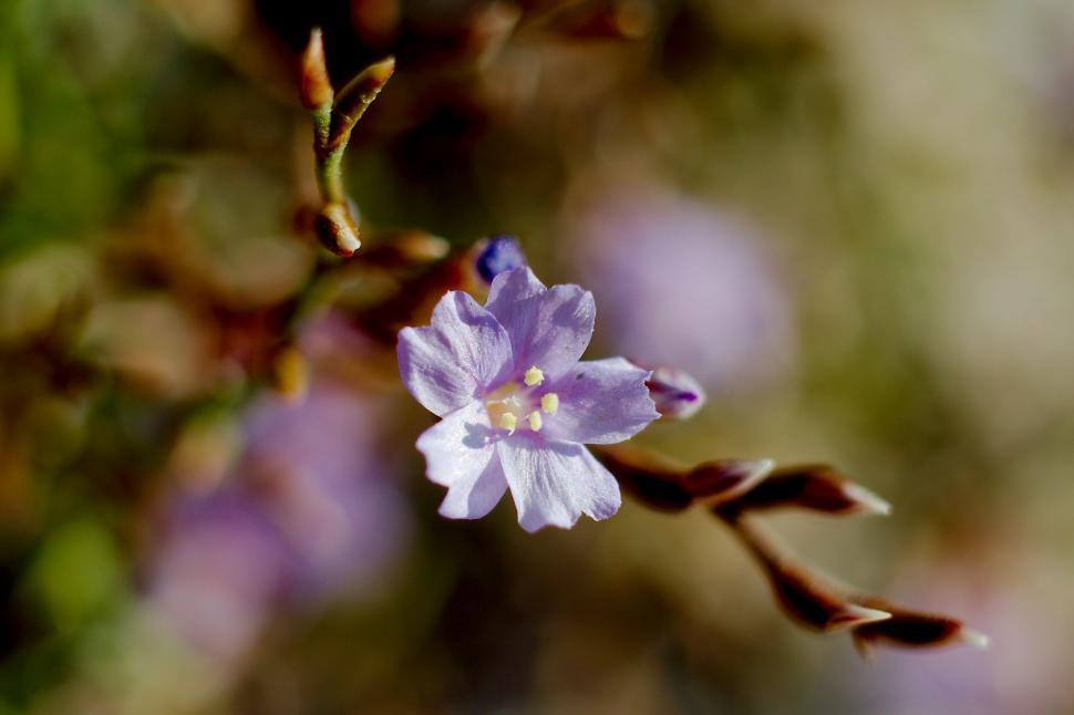 Free Image of Pale blue flower 