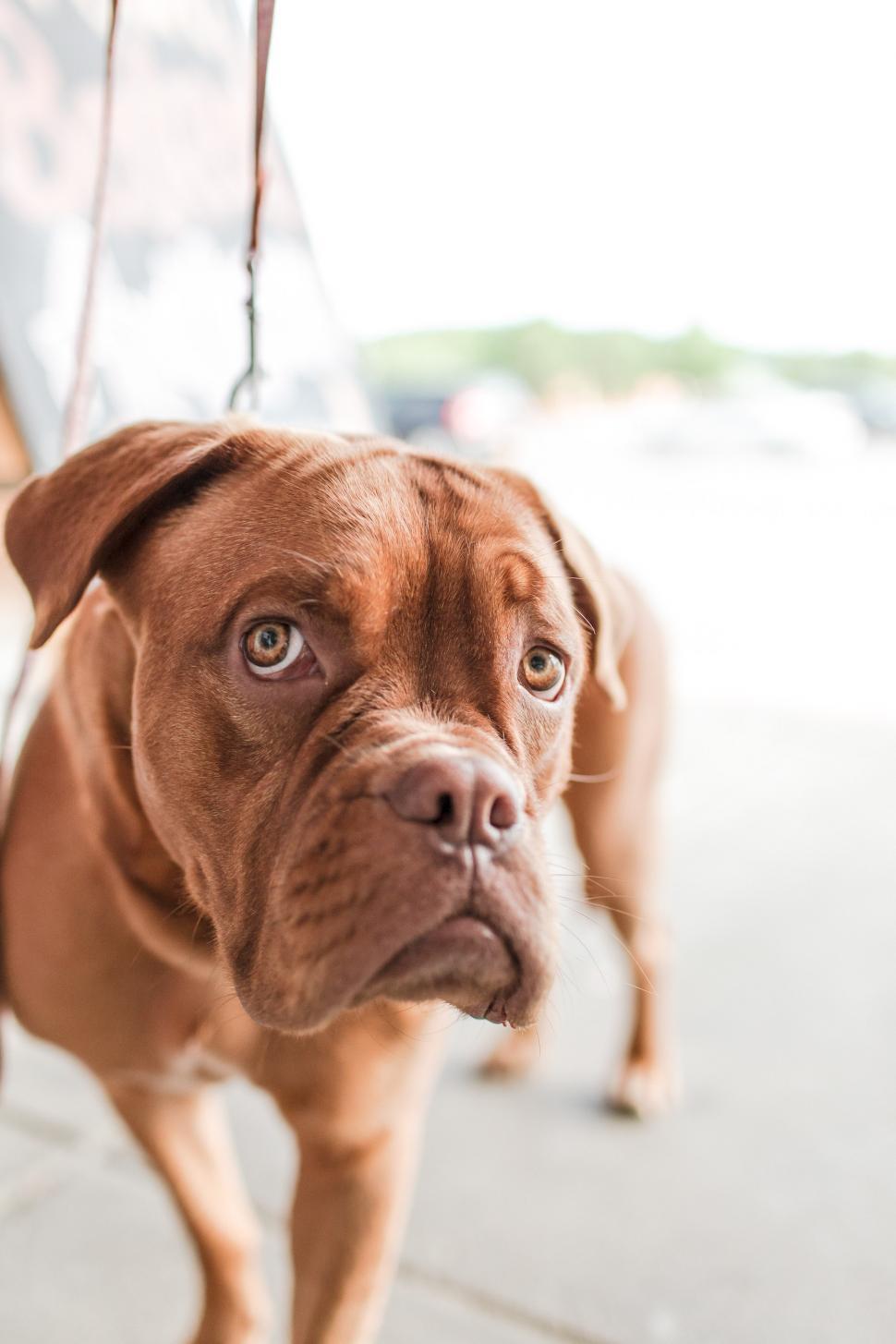 Free Image of Bullmastiff  