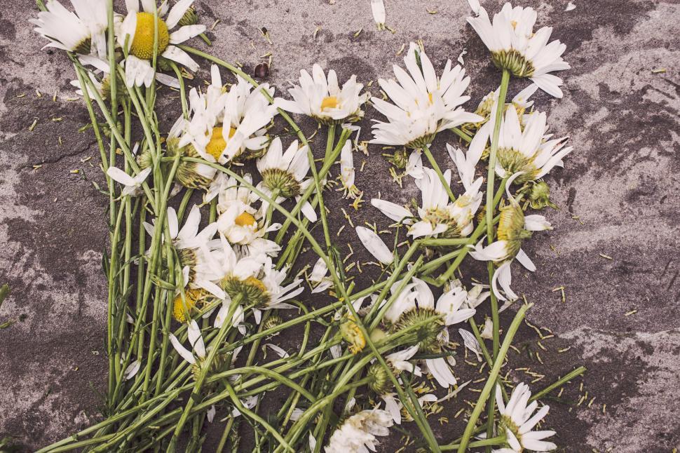 Free Image of White Flowers 