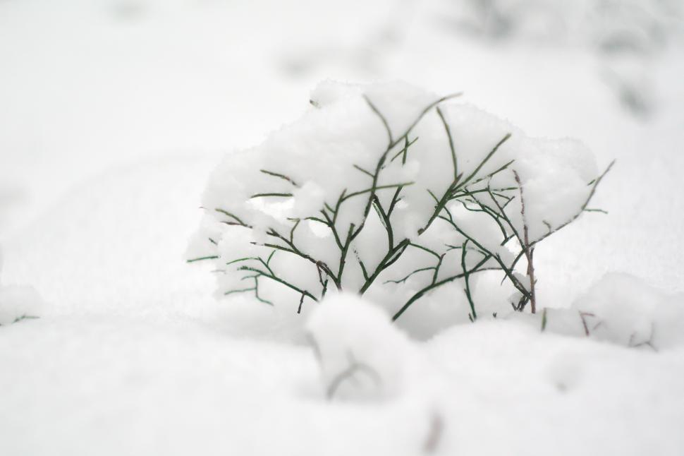 Free Image of Small bush covered with snow 