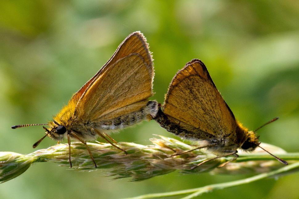 Free Image of Butterfly 