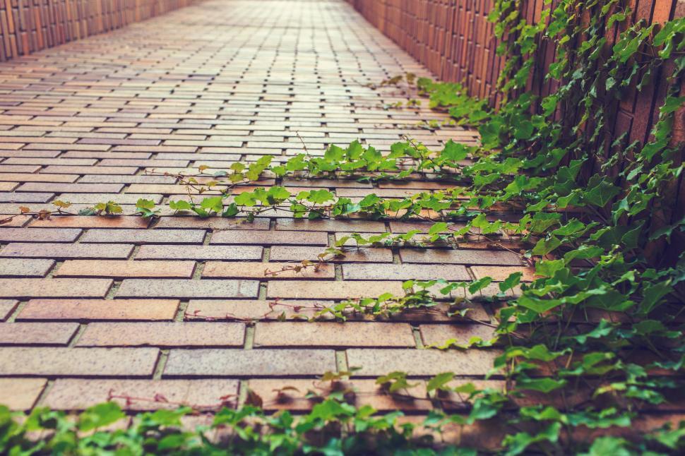 Free Image of Vine with green leaves 