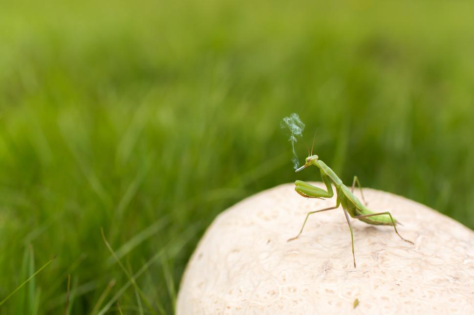 Free Image of Praying Mantis Smoking 