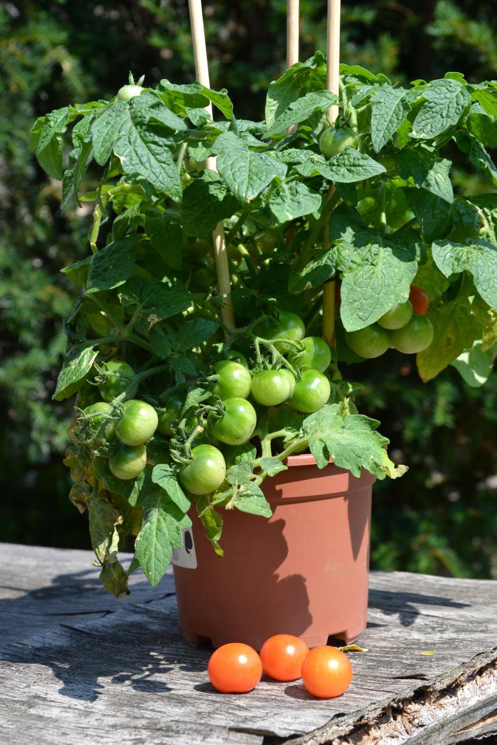 Free Image of Cherry tomatoes 