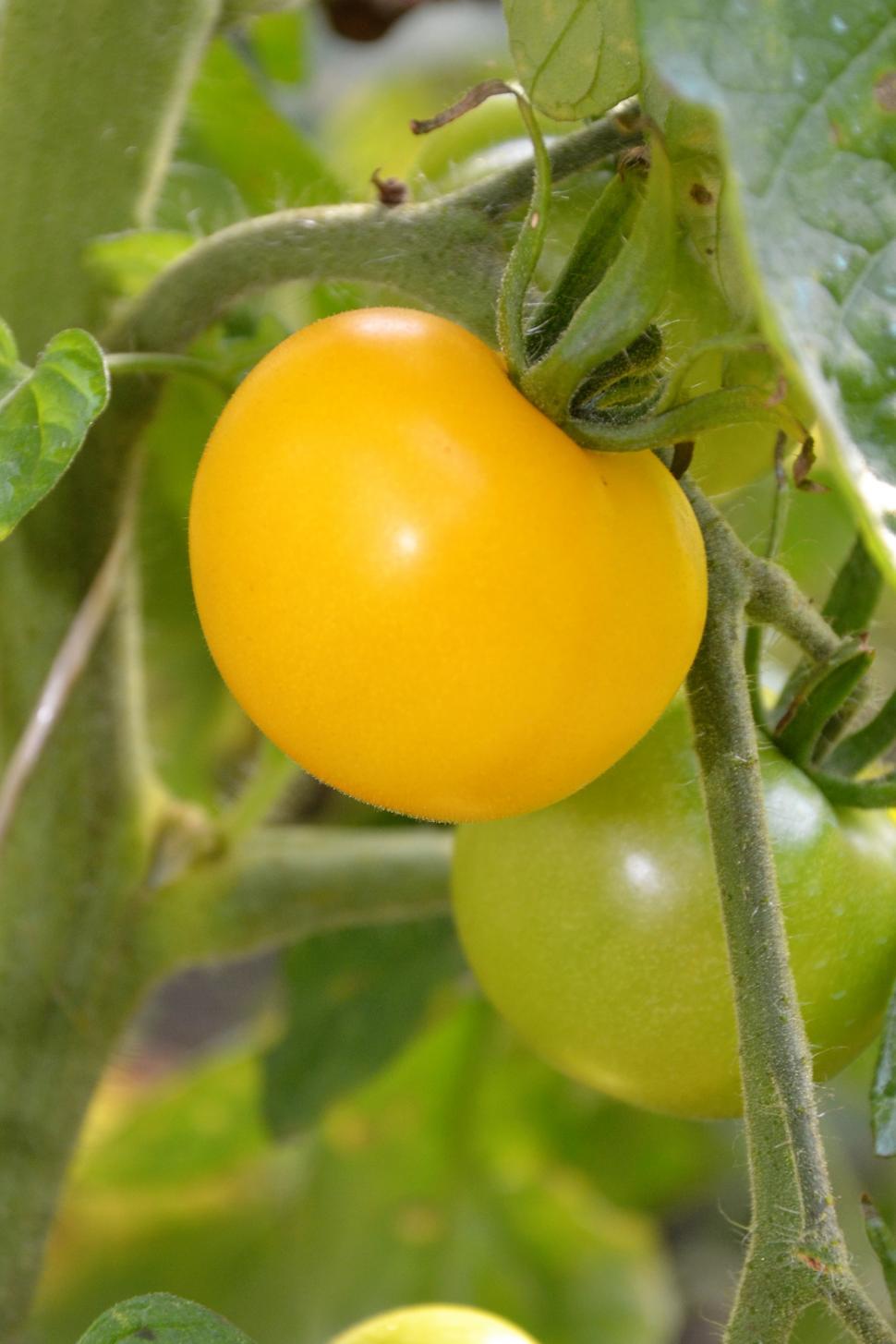 Free Image of Yellow tomato on vine 