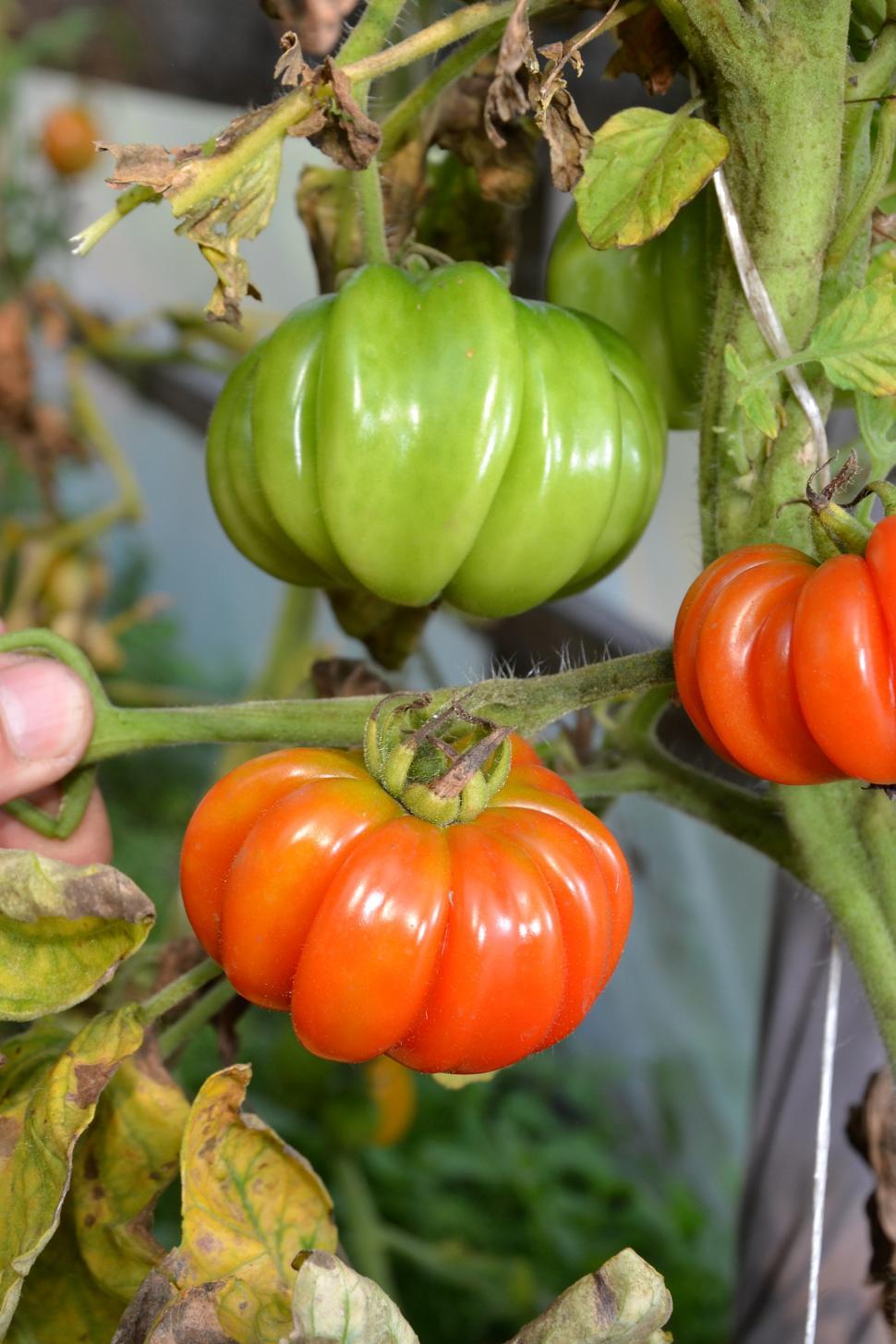 Free Image of Red tomatoes 