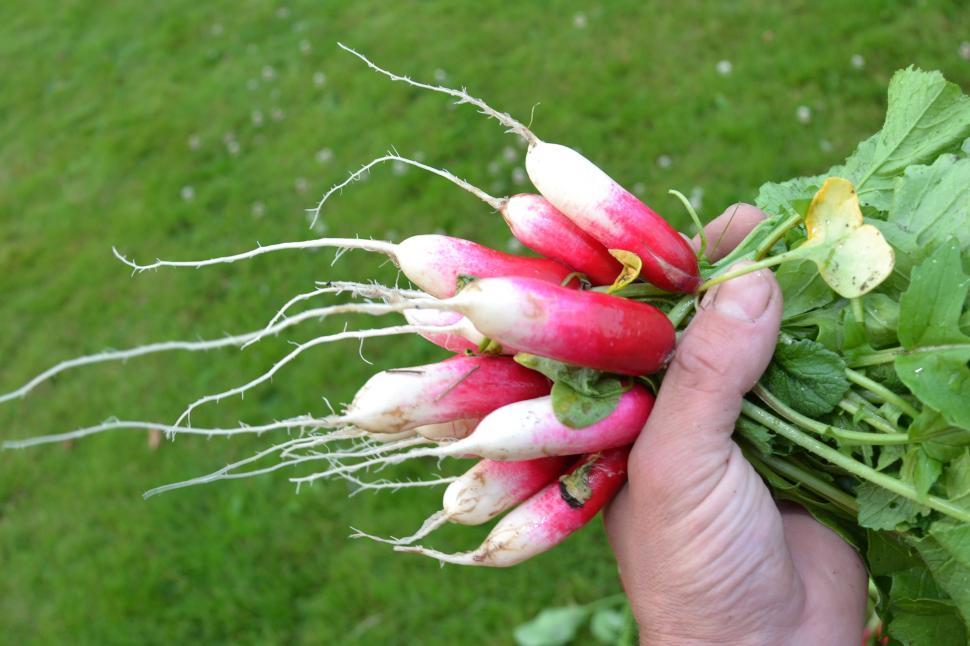 Free Image of Red radishes 