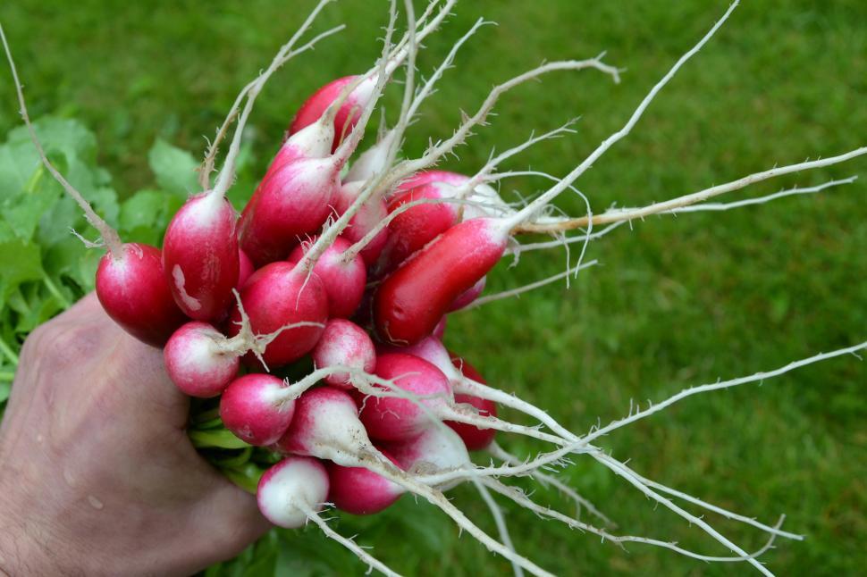 Free Image of Red radishes 