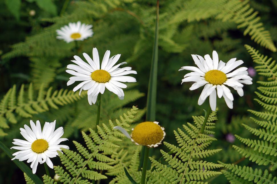Free Image of White Daisies 