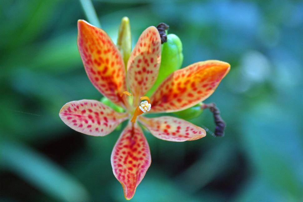 Free Image of Orchid 