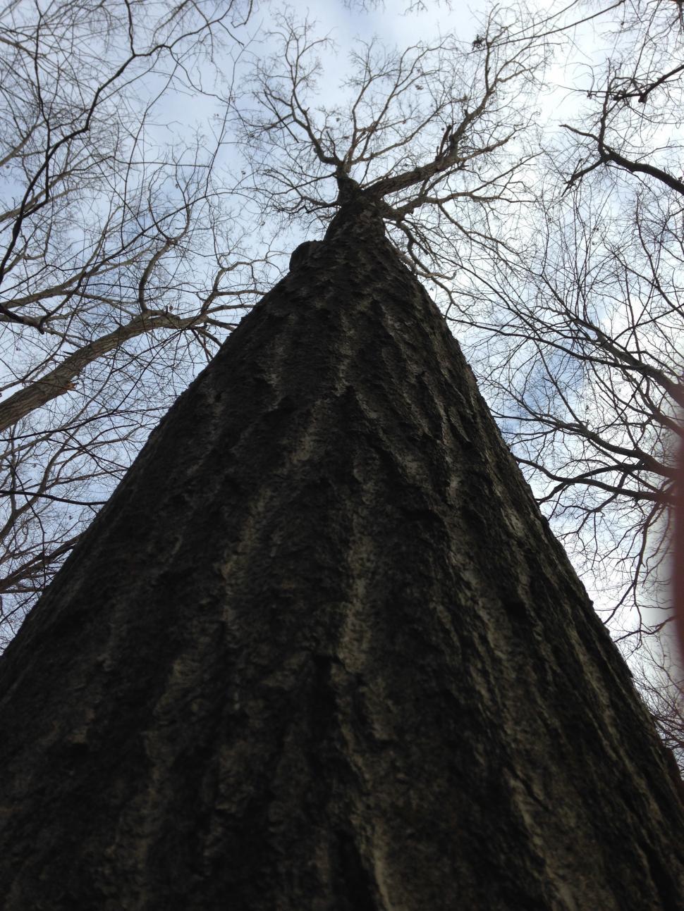 Free Image of Tall Tree 