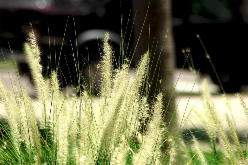 Free Image of Urban Plant Scenery #1 