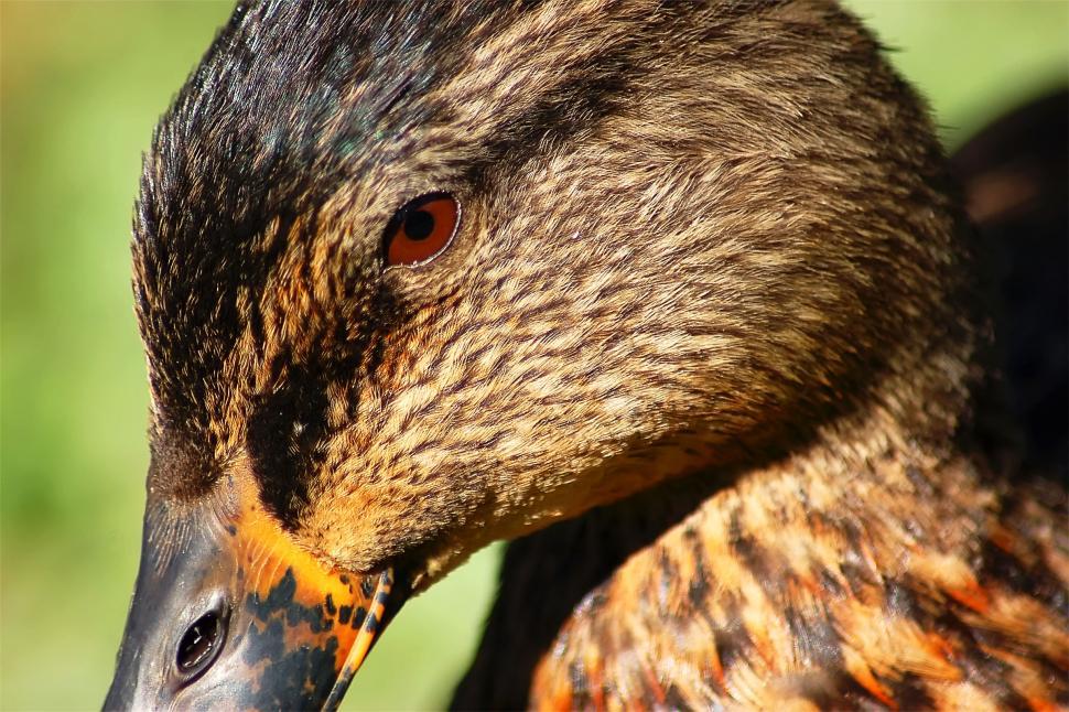 Free Image of Mallard Duck #2 (Female) 