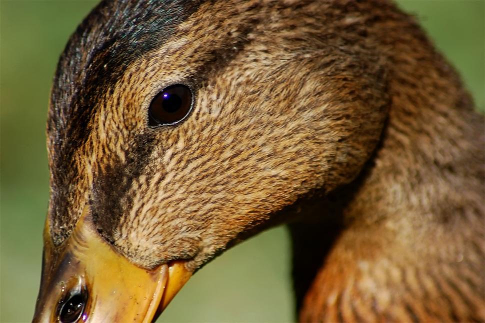 Free Image of Mallard Duck #4 (Female) 