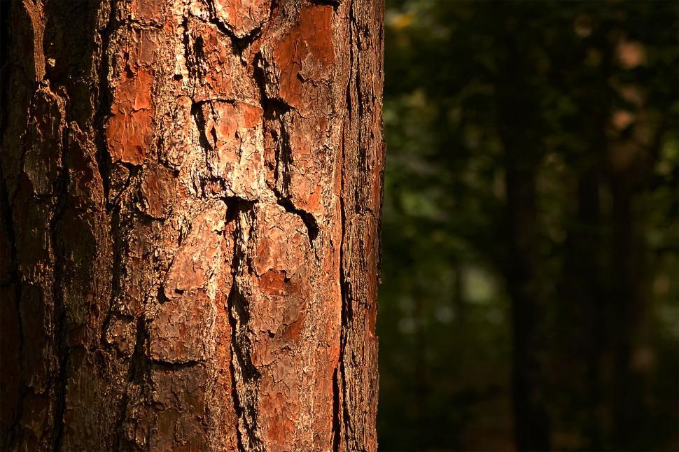 Free Image of Tree Bark #1 