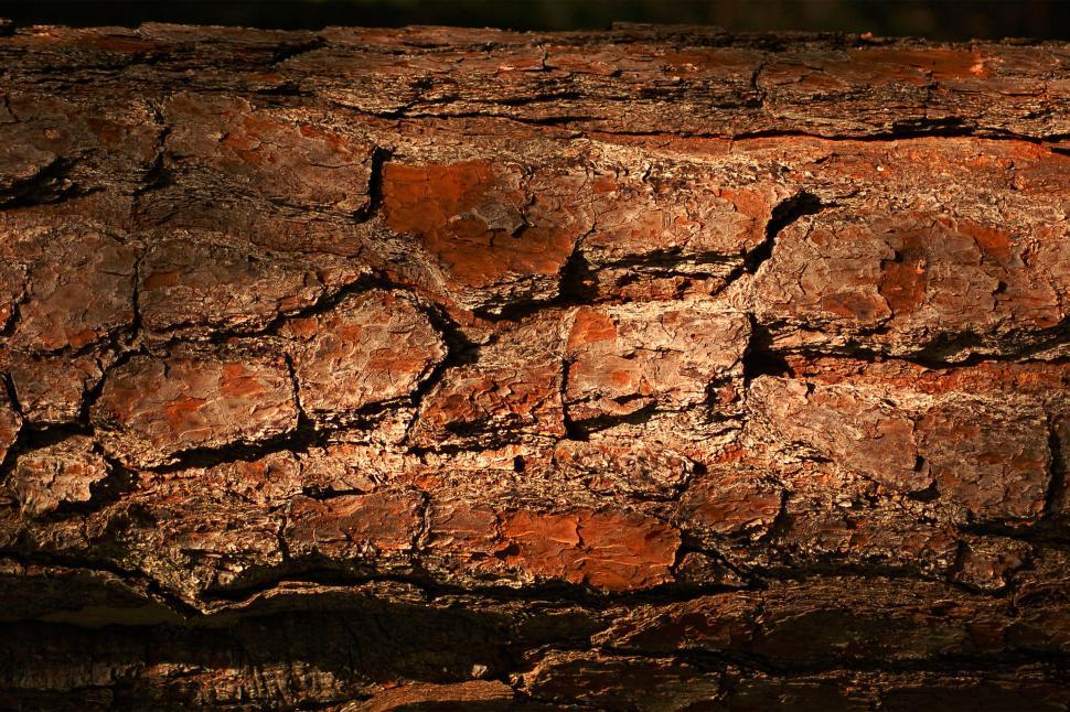 Free Image of Tree Bark #2 