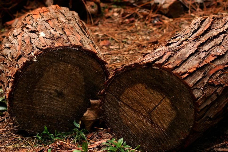 Free Image of Tree Logs #1 