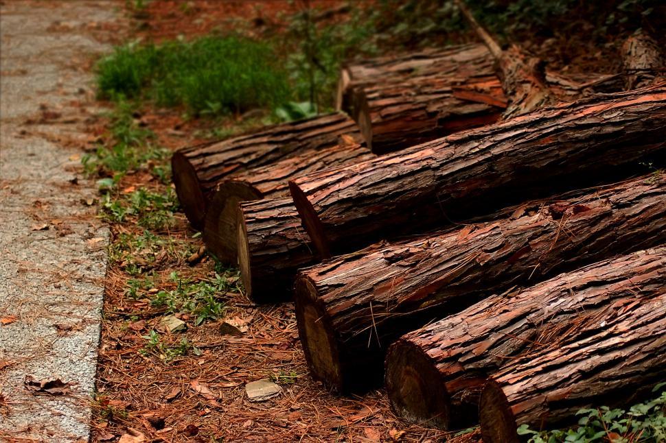 Free Image of Tree Logs #2 