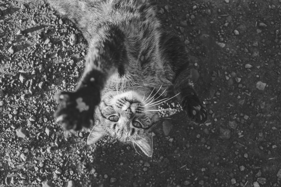 Free Image of Cat 
