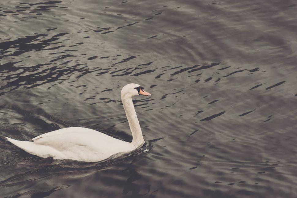 Free Image of Swan 