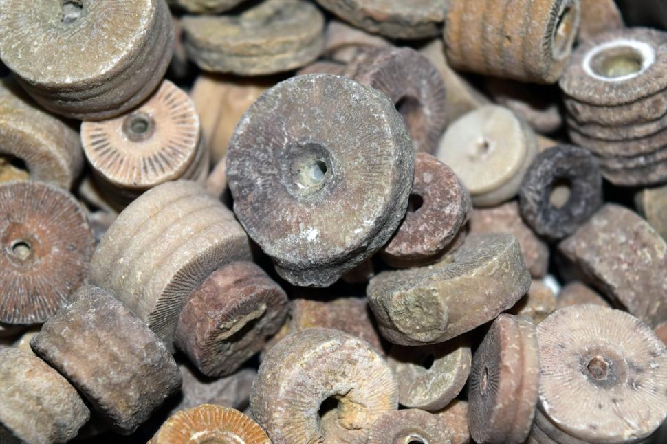 Free Image of Crinoid Fossils 