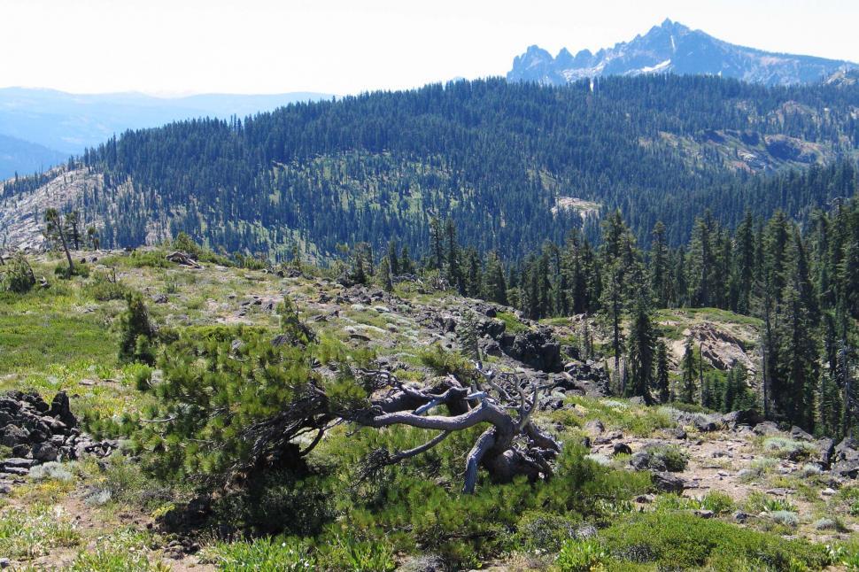 Free Image of Tree Growing on Side of Hill 