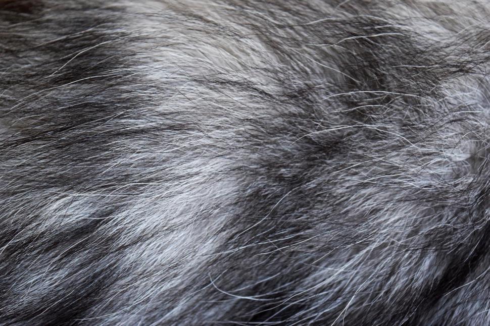 Free Image of Silver Fox Fur 