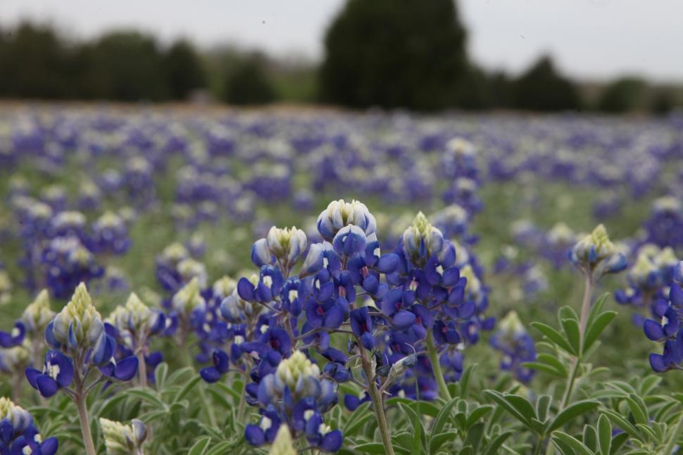 Free Image of Texas Bluebonnets 