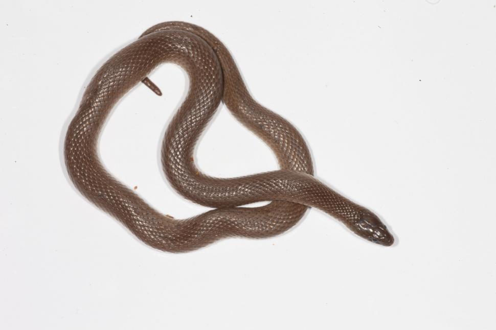 Free Image of Smooth Earthsnake 