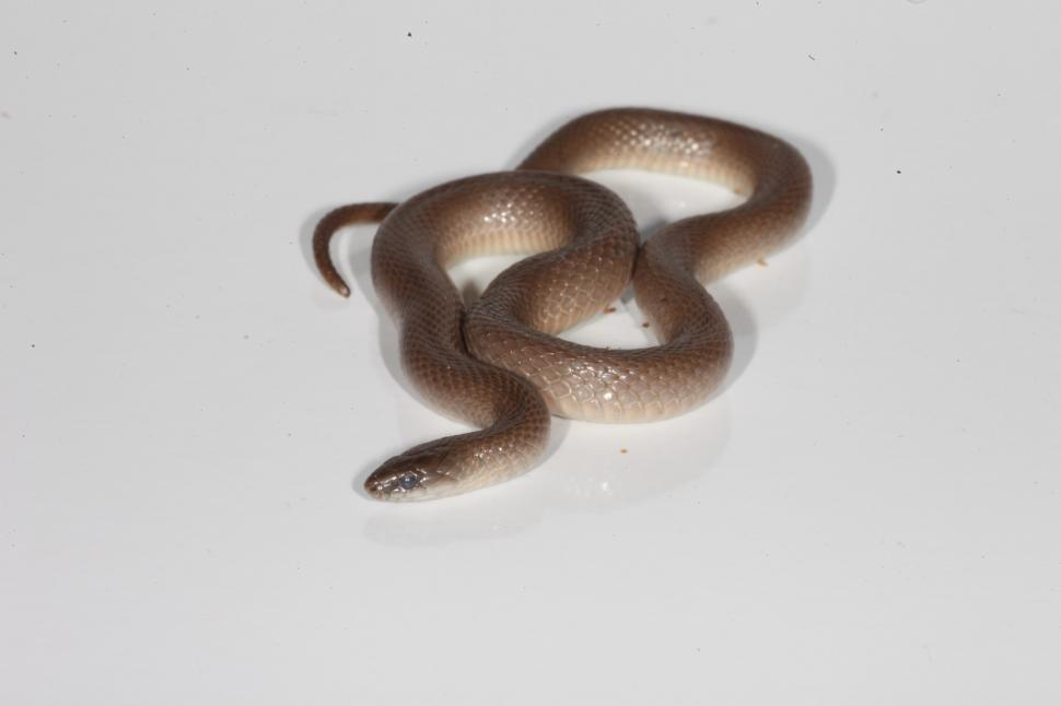 Free Image of Smooth Earthsnake 