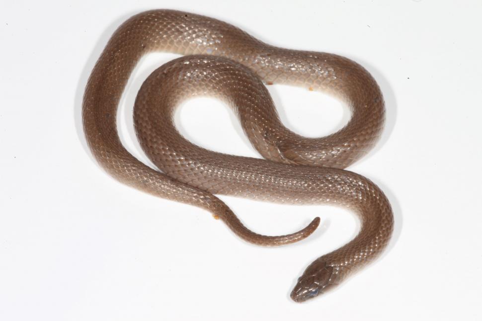Free Image of Smooth Earthsnake 