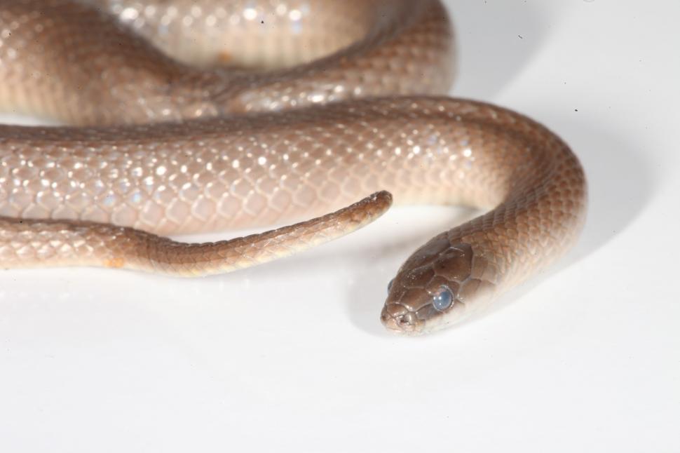 Free Image of Smooth Earthsnake 