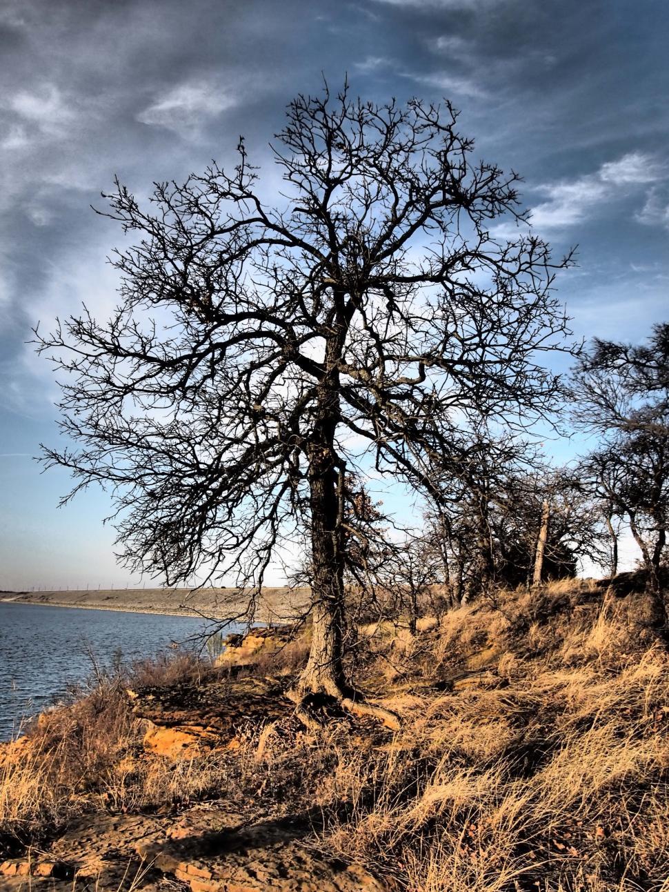 Free Image of Dramatic tree 