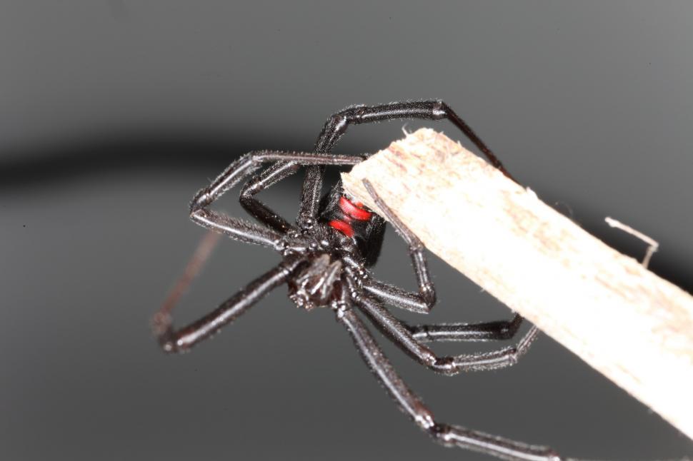 Free Image of Black Widow Spider 